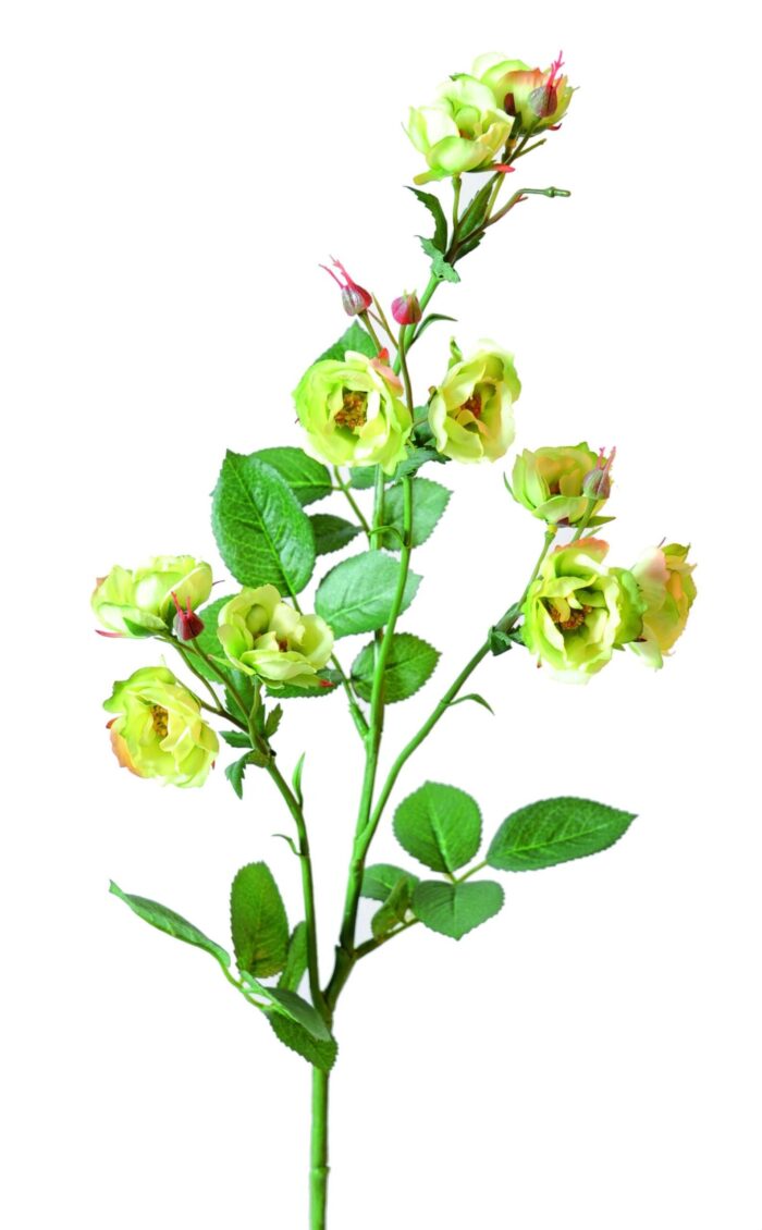 wild rose11 scaled