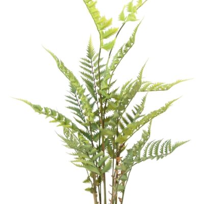 wood fern 1 scaled