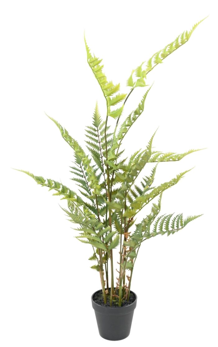 wood fern 1 scaled