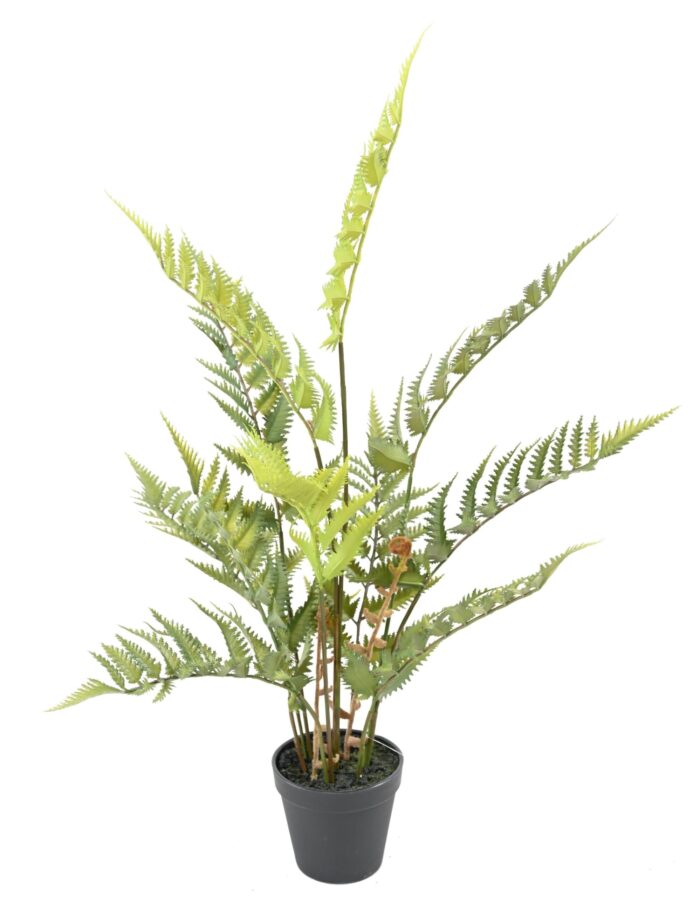 wood fern scaled
