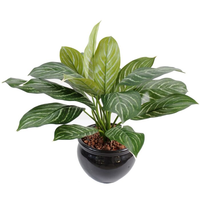 xanthosoma pot 40cm