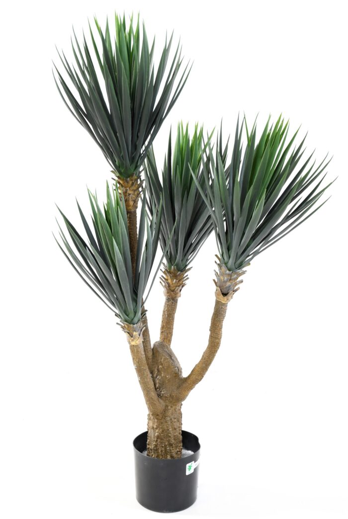 yucca baby 1
