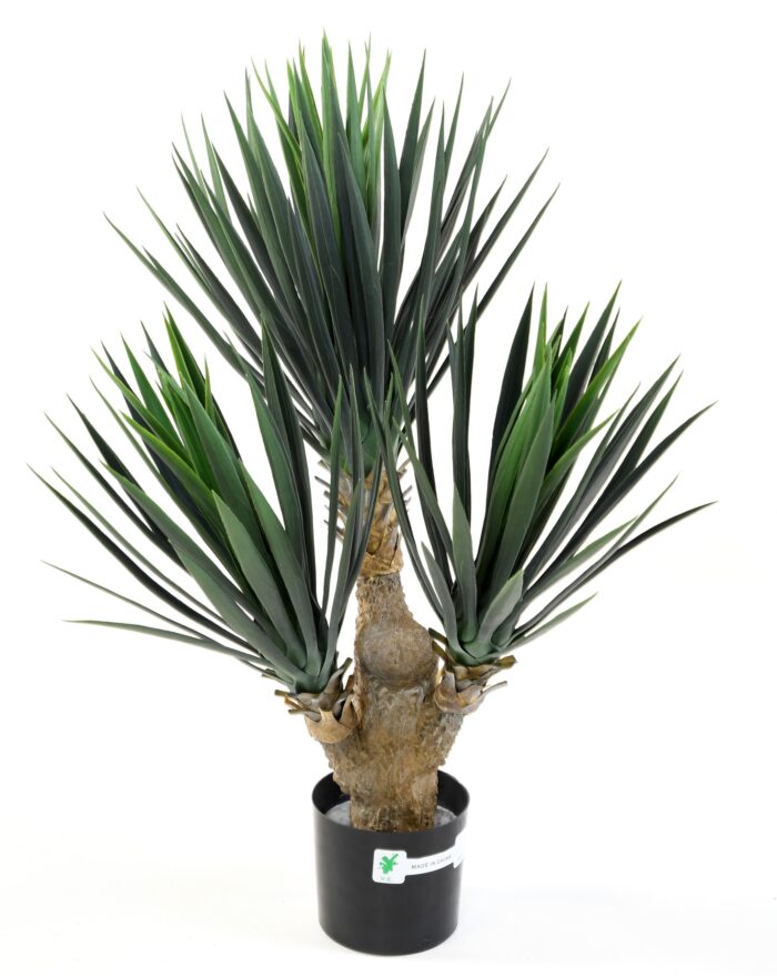yucca baby