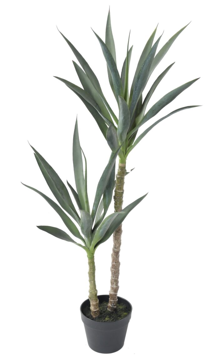 yucca rapier scaled