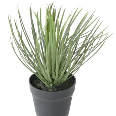 yucca rostrata 1 scaled