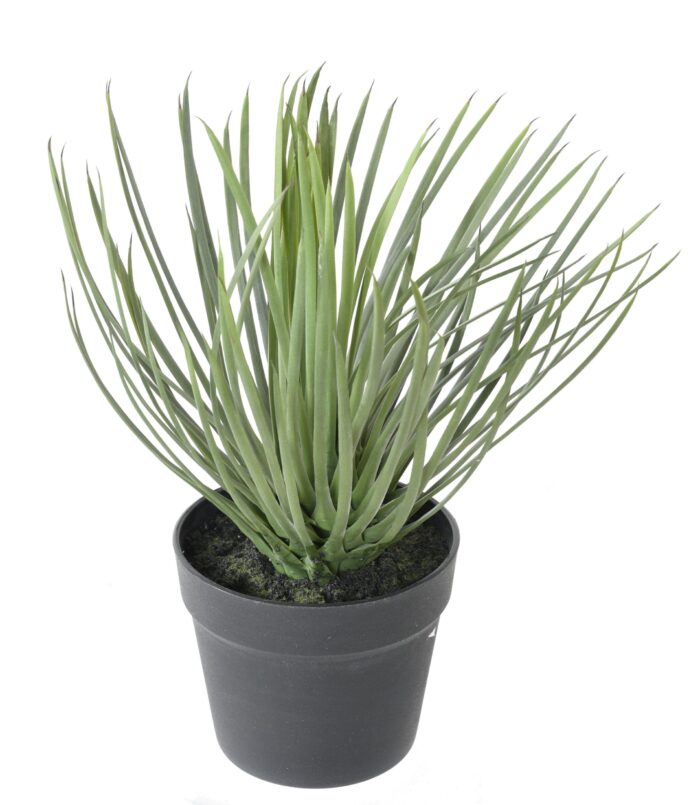 yucca rostrata 1 scaled