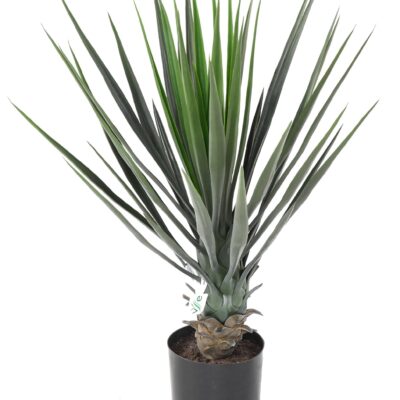 yucca rostrata 60