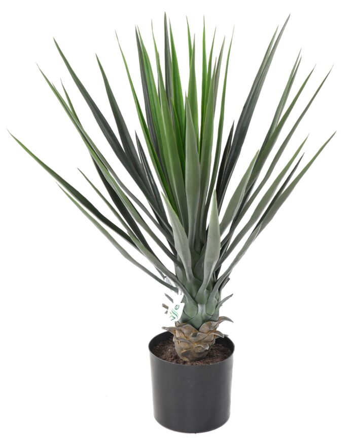yucca rostrata 60