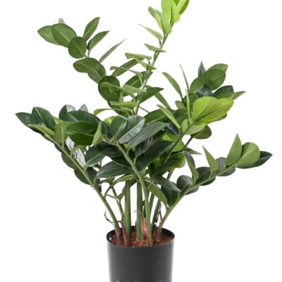 zamia 60 scaled