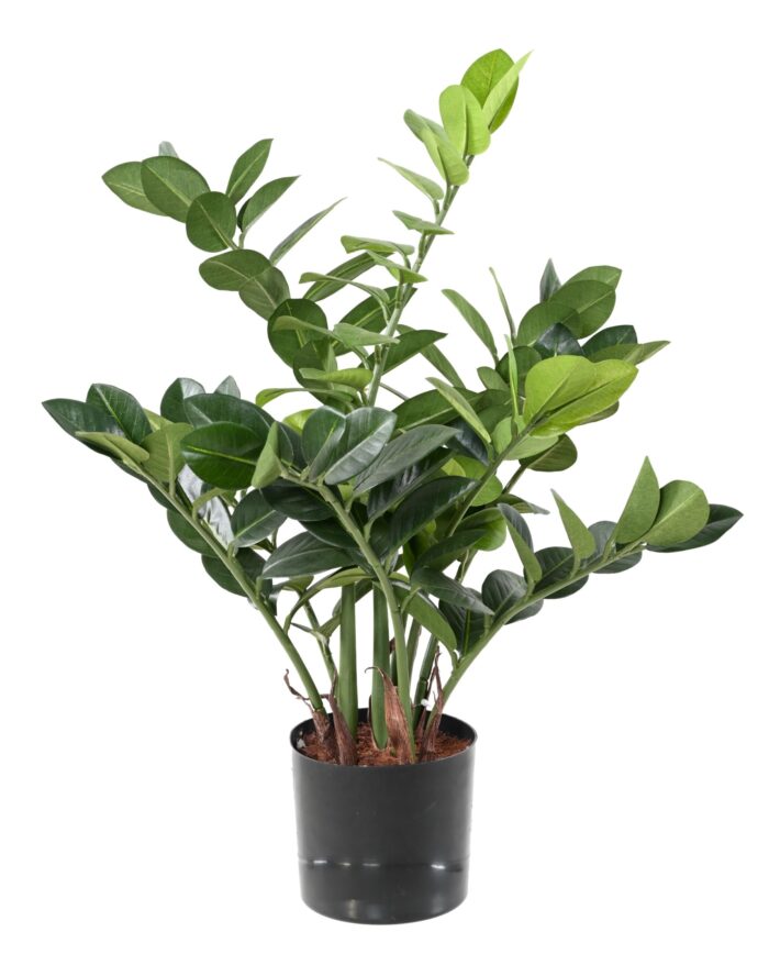 zamia 60 scaled