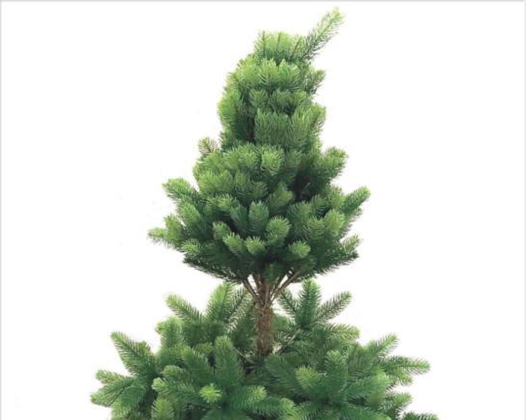 Baumspitze ausrichten und an die Form anpassen